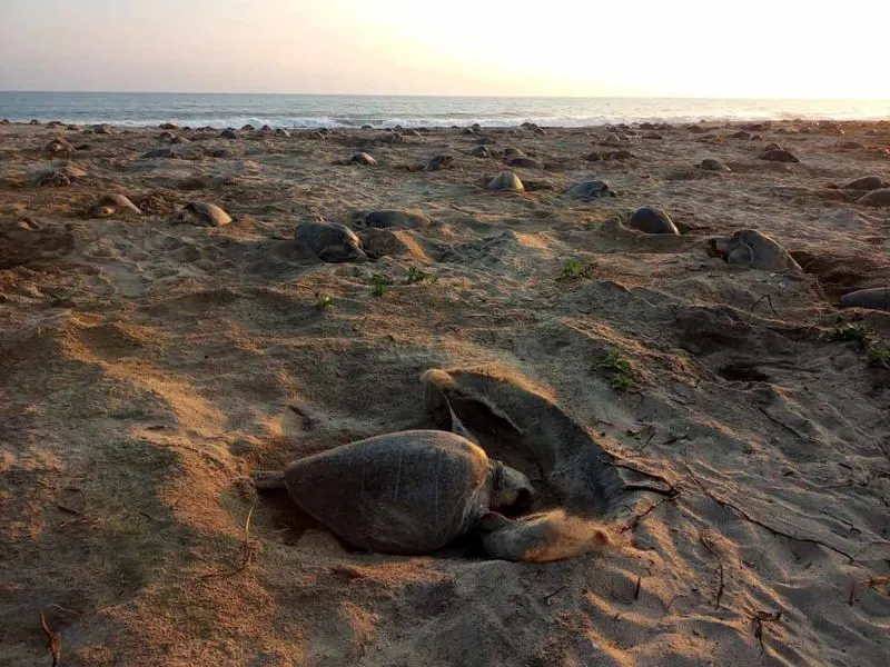 Miles de tortugas golfinas llegan a la playa Escobilla de Oaxaca