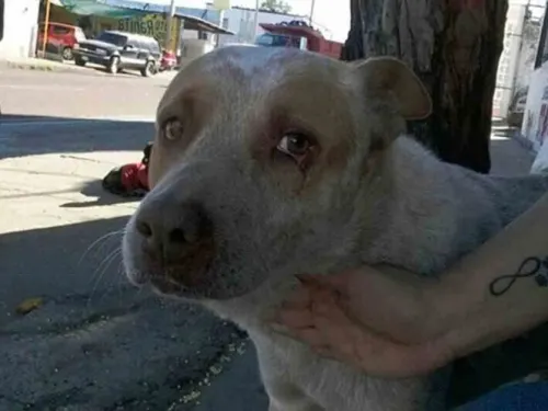 El ‘Hachiko’ de Sonora, perro viejito se viraliza por su lealtad