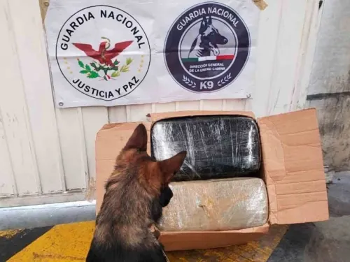 Aseguran 41 kilos de mariguana en empresa de paquetería de C. Izcalli