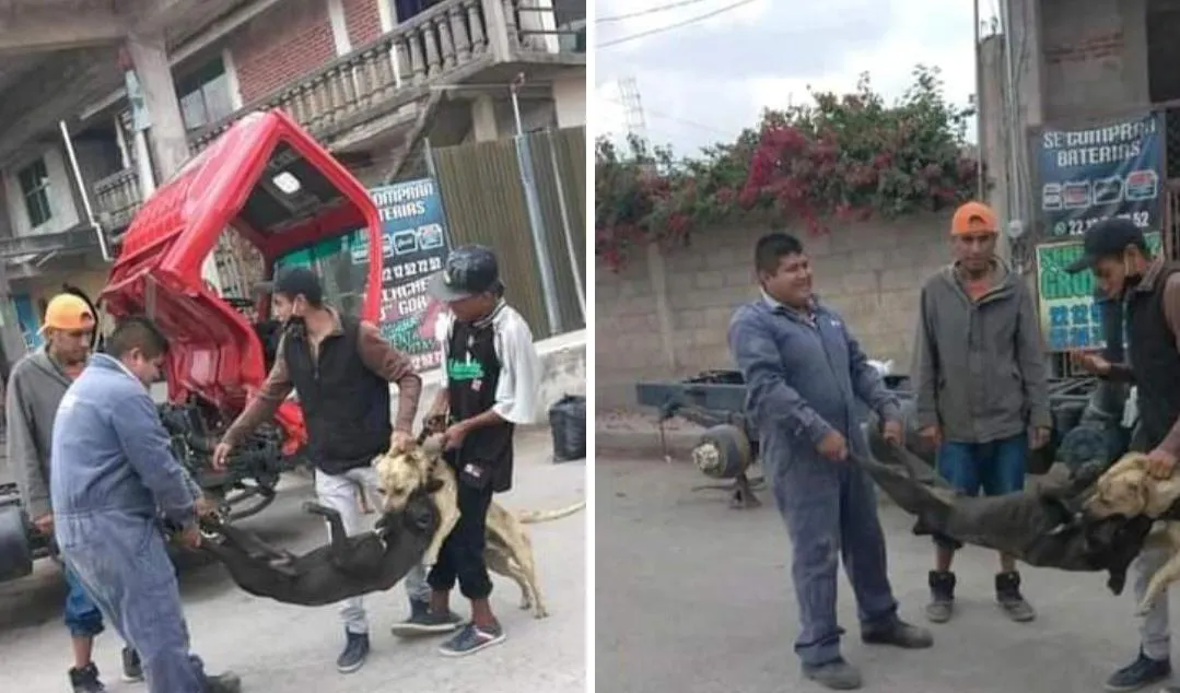 Denuncian maltrato animal en Amozoc