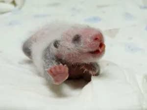China presenta a trece bebés panda que nacieron durante este año