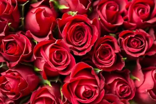 ¿Sabías que las rosas “rojas” no existían originalmente?