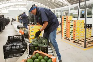 Exportaciones agroalimentarias crecieron 6.5 %