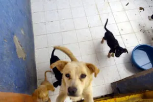 Se logran salvar 100 perros de la calle: Salud Municipal
