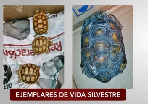 Rescatan cuatro tortugas procedentes de Guanajuato en la CAPU