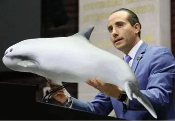 Exige Mario Riestra al gobierno federal proteger a la vaquita marina