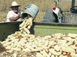 Puebla, autosuficiente en producción de maíz