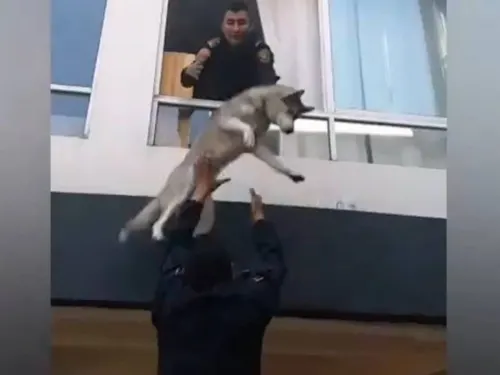 Salvan a perro Husky por la ventana de un departamento incendiado en La Nápoles