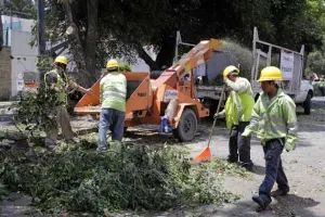 Durante 2013 poblanos derribaron hasta 80 árboles sin permisos
