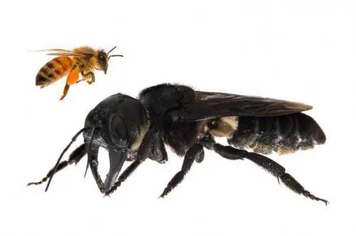 Encuentran a la abeja más grande del mundo