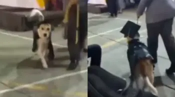¡Con toga y birrete! Hermosa lomita recibe su diploma de graduación y se hace viral
