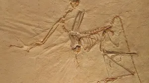 Dinosaurios tenían plumaje para atraer pareja