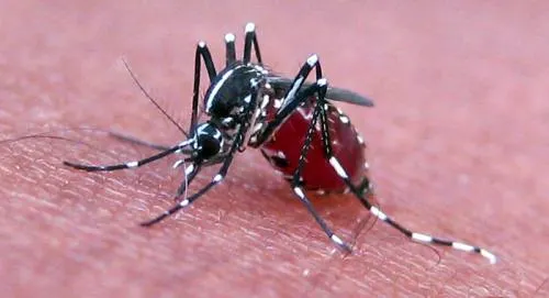 Puebla libre hasta el momento de dengue, zika y chikungunya: IMSS