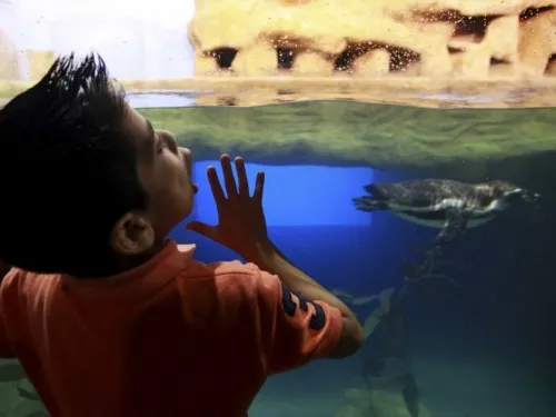 Tras 5 meses cerrado, reabren Acuario de Veracruz