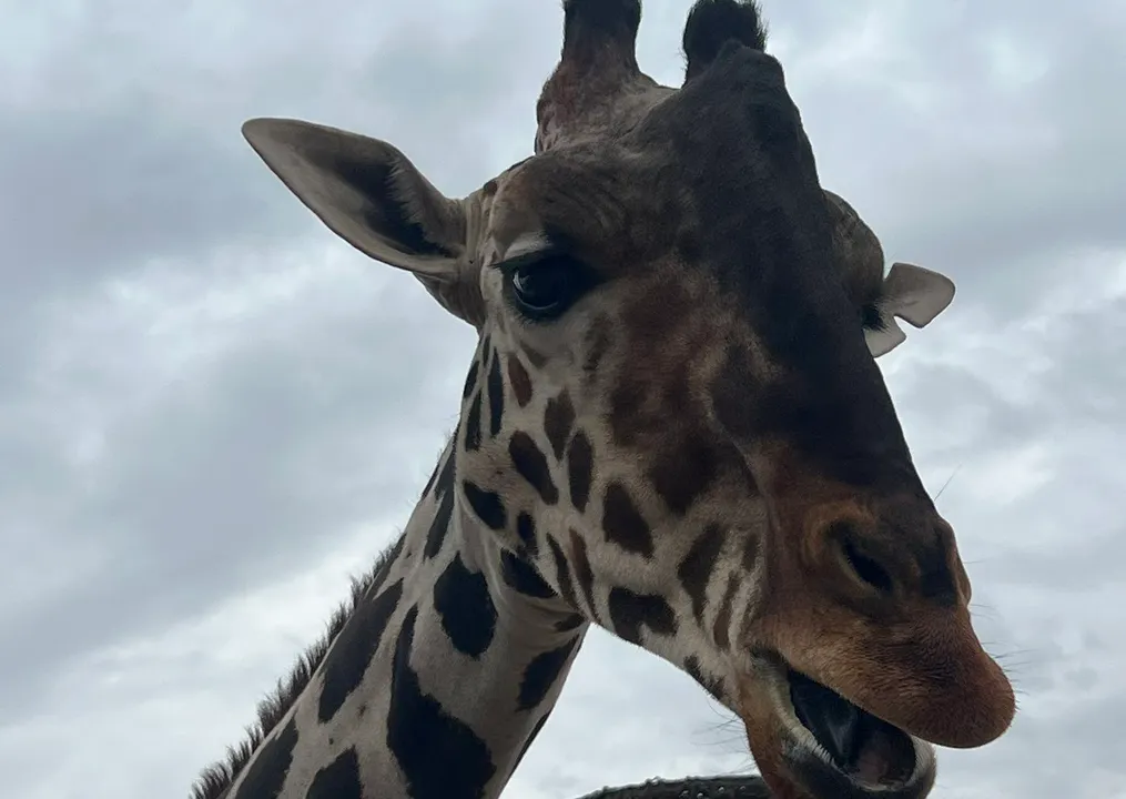 Jirafa Benito