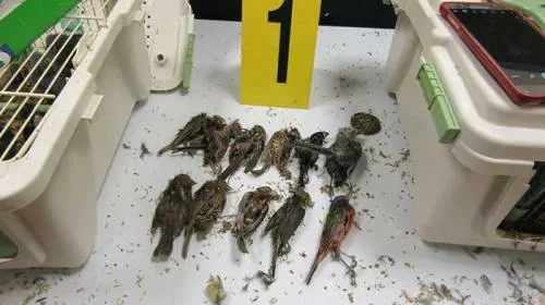 Cae español en aeropuerto; llevaba 168 aves ocultas en su maleta