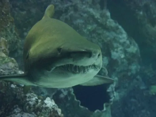 Tiburón ataca a niña de 9 años en una playa de Florida