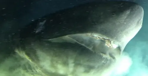 Captan en el Golfo de México a un tiburón más antiguo que los dinosaurios