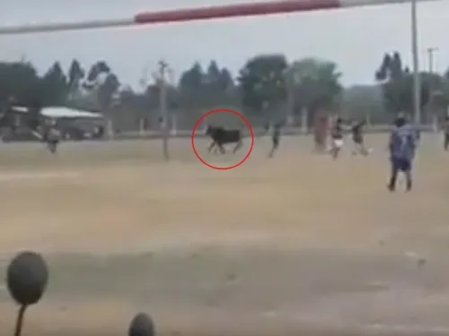 Toro salvaje se mete a cancha de futbol y embiste a los espectadores