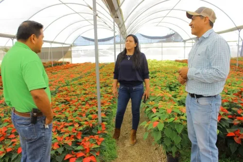 Apoya SDR a productoras y productores de nochebuena en Puebla