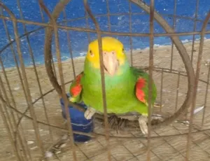 Profepa rescata 8 ejemplares de vida silvestre en cautiverio