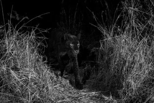 Por primera vez en un siglo fotografían a raro leopardo negro en Kenia