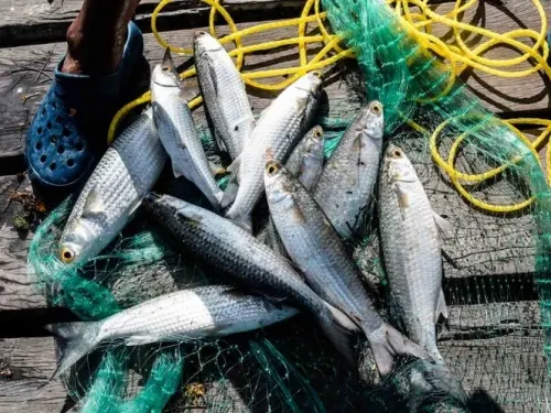 Combate a pesca ilegal requiere política integral: Oceana México