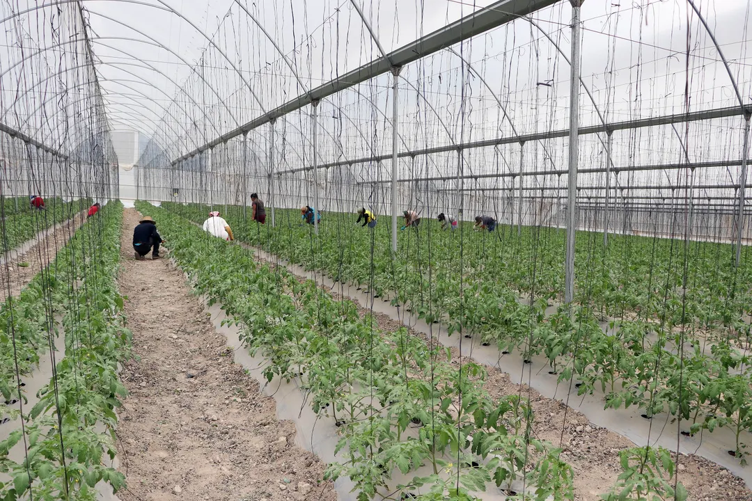 Inicia SDR ciclo de exportación de tomate de la Sierra Norte a Estados Unidos