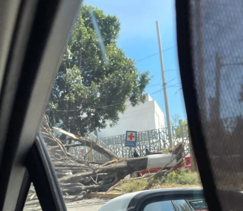 Viento tira árbol afuera del HNP; hay un herido