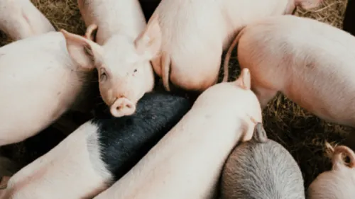 Alemania registra primer caso de peste porcina africana