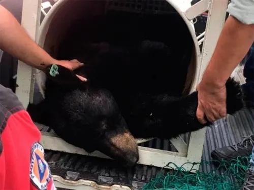 El oso amigable será liberado, pero ahora trae un transmisor