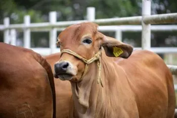 Puebla, referente nacional en el manejo y control del gusano barrenador del ganado
