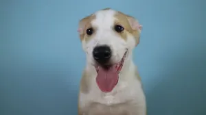 Anthony, el primer perro clonado por una familia Argentina