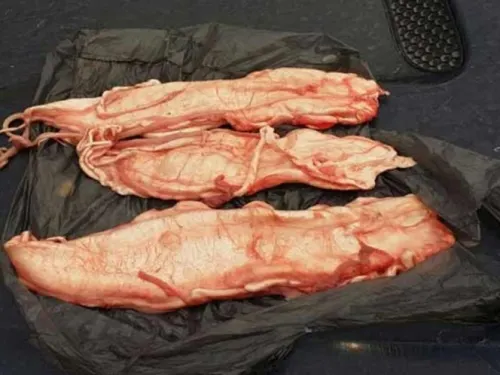 Logran decomiso histórico de pez totoaba valuado en más de 69 mdp