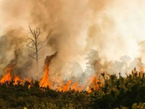 Incendio consume el ‘Bosque de los Cien Acres’ de Winnie the Pooh