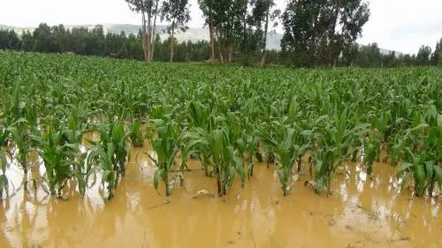 Lluvias provocan pérdidas en cosechas de plátano y maíz en la Sierra Norte: Sagarpa