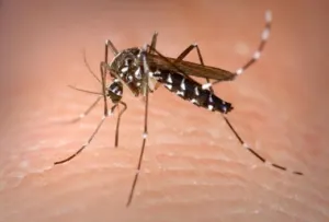 Participación ciudadana ayuda a mantener baja incidencia de zika