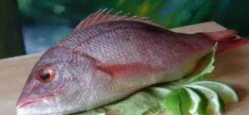 Productores de Tilapia buscan crear una marca colectiva este año e incrementar ventas