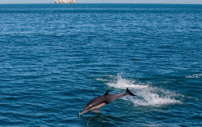 Extinción de la vaquita marina. Alerta.