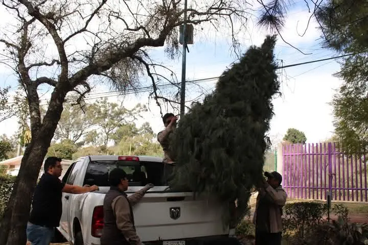 Invita Ayuntamiento de Puebla a participar en campaña de reciclaje de árboles navideños