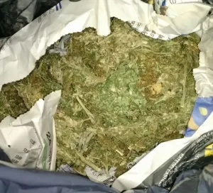 Aseguran a dos sujetos por portación de mariguana y robó