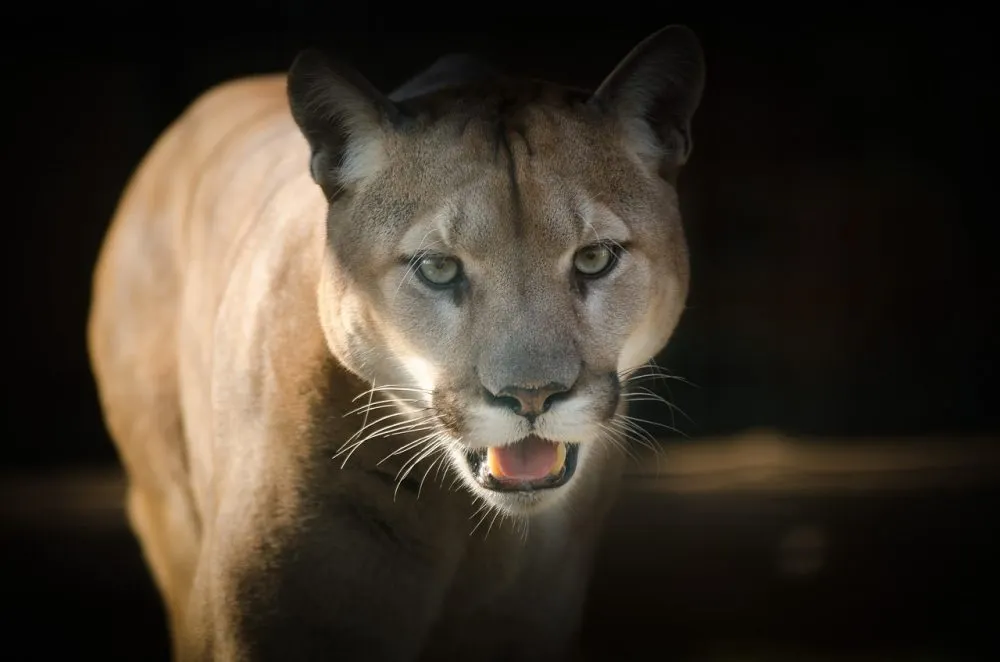 Puma Panotla Tlaxcala Rescate