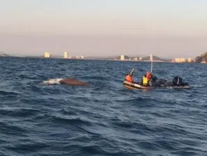 Rescatan a ballena que se atoró con una cuerda en Mazatlán
