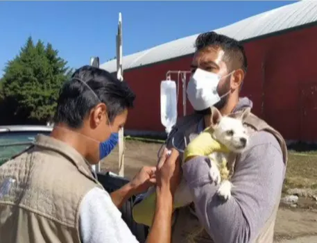 Van mil 250 especies de animales rescatadas en Xochimehuacán