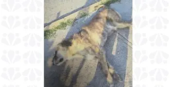 Inicia FGE investigación por maltrato animal tras atropellamiento de un can en Tehuacán