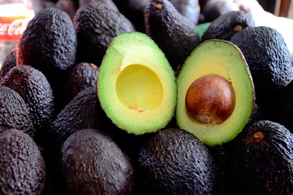 Aguacate de Michoacán vuelve a EE.UU.: reactivan 45 empacadoras tras acuerdo de seguridad