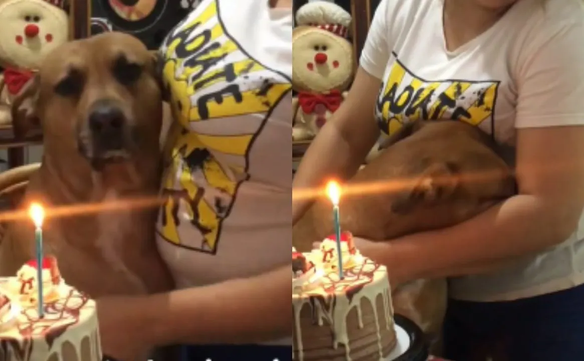 Perrito TikTok