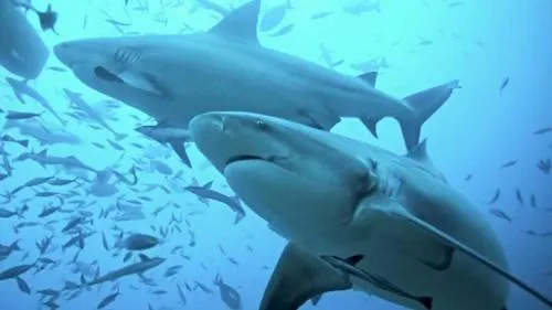 Video: Hombres roban a un tiburón ¡haciéndolo pasar por un bebé!