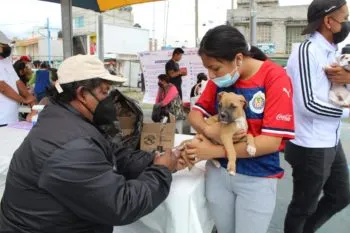 Anuncia Secretaría de Salud reforzamiento de vacunación antirrábica para perros y gatos