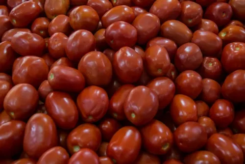 Toman medidas para garantizar exportaciones de jitomate y chile fresco a EU